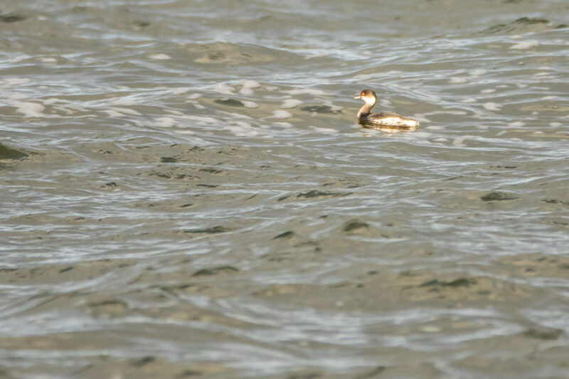 Grèbe esclavon en plumage d&rsquo;hiver